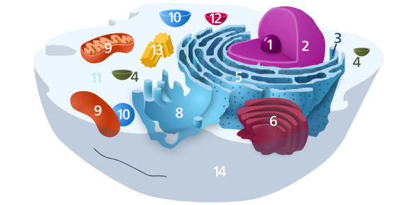 Basics Of Cell Parts And Functions - ProProfs Quiz